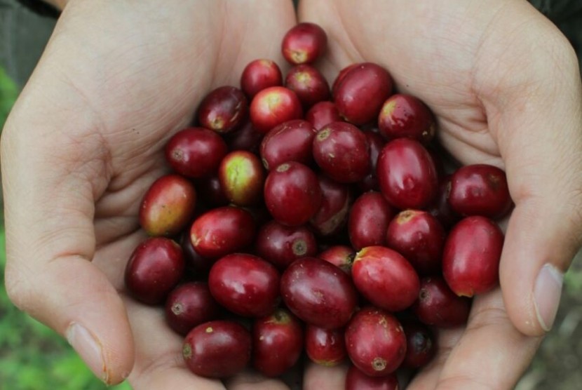 Kopi Solok Radjo: Inovasi Milenial Demi Kesejahteraan Petani